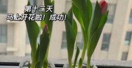 郁金香多久开花， 郁金香花期过了怎么办