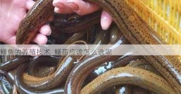 鳝鱼的养殖技术  鳝苗应该怎么选呢