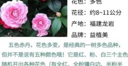 茶花喜阴还是喜阳，养它到底需要多少光照