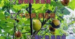 梨树病虫害防治图，梨树病虫害防治用药一览表