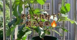 无花果有没有花  它到底开在哪儿