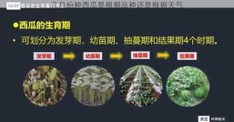 几月份种西瓜是根据品种还是根据天气