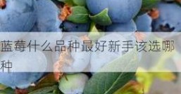 蓝莓什么品种最好新手该选哪种