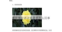 黄玫瑰花语这到底是怎么回事