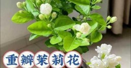 茉莉的花期还能再开花吗