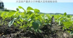 大豆亩产量多少斤种植大豆有啥秘诀吗