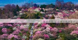 南京市花  它在南京有多受欢迎