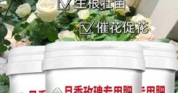 月季施肥是肥料没给到位吗