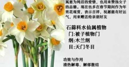 水仙花语不同颜色代表不同花语吗