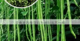 豆角是四季豆吗为啥叫法不一样