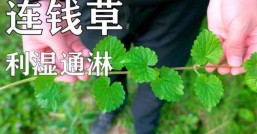 连钱  它能带来好运吗