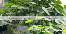 铜钱草怎么种 水培和土培哪个更适合