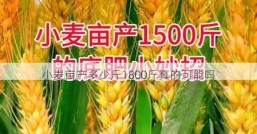 小麦亩产多少斤1800斤真的可能吗