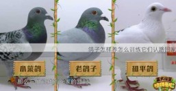 鸽子怎样养怎么训练它们认路回家