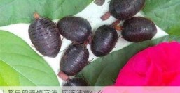 土鳖虫的养殖方法  应该注意什么