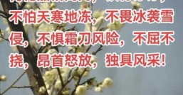 梅花的品质，它到底有什么样的品质