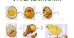 鸡几个月开始下蛋养鸡场的小鸡为什么下蛋早