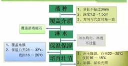 西瓜栽培技术和方法，西瓜栽培技术要点