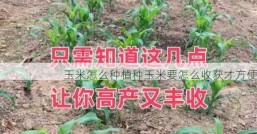 玉米怎么种植种玉米要怎么收获才方便