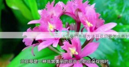 兰草的养殖方法开花后要怎么养护