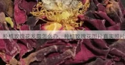 种植玫瑰花发霉怎么办，种植玫瑰花图片真实照片