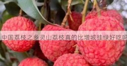 中国荔枝之乡灵山荔枝真的比增城挂绿好吃吗