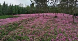 红花醡浆草种植基地江苏沭阳基地靠谱吗