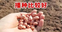 花生几月份种  几月份最适合播种