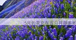 5月的花它在五月开得多美