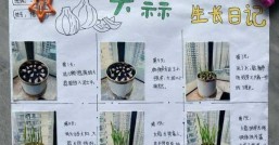 大蒜种植方法视频播放，大蒜种植方法详细步骤