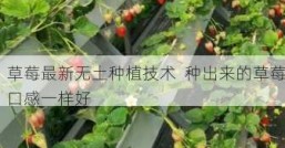 草莓最新无土种植技术  种出来的草莓口感一样好