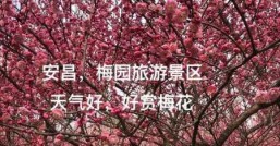 梅花特点梅花喜欢什么天气