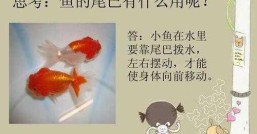 鱼尾巴的作用，是平衡还是动力