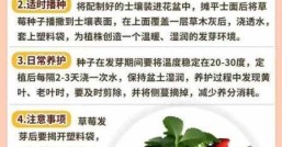 草莓什么时候种草莓什么时候成熟才能采摘