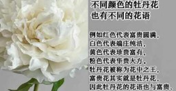 牡丹花的介绍，它在文化中代表着什么