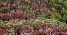 杜鹃花期，今年杜鹃花都开在哪儿