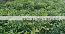 黄精的种苗种植基地该从哪里入手