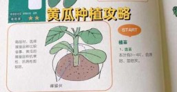 黄瓜种植技术与管理方法有哪些管理要点