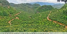 牛油果是哪里产的国内哪个地方是最大的种植基地