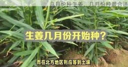 几月份种生姜，几月份种最合适