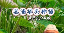 荔浦芋头高产栽培技术，荔浦芋种植技术及管理