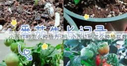 小西红柿怎么种植方法，小西红柿怎么种植盆栽