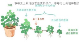 草莓无土栽培技术基质和操作，草莓无土栽培种植流程