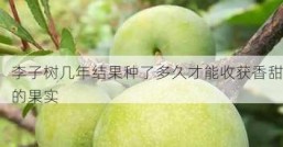 李子树几年结果种了多久才能收获香甜的果实