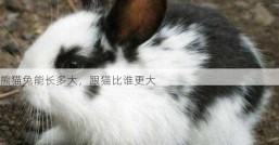 熊猫兔能长多大，跟猫比谁更大