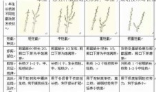 车厘子怎么种植盆栽及修剪，车厘子栽培技术与管理