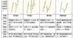 车厘子怎么种植盆栽及修剪，车厘子栽培技术与管理