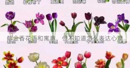 郁金香花语和寓意，但不知道怎么表达心意