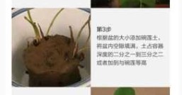 盆栽技术及氮磷肥料对植物生长的效应，盆栽技术移花