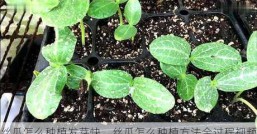 丝瓜怎么种植发芽快，丝瓜怎么种植方法全过程视频